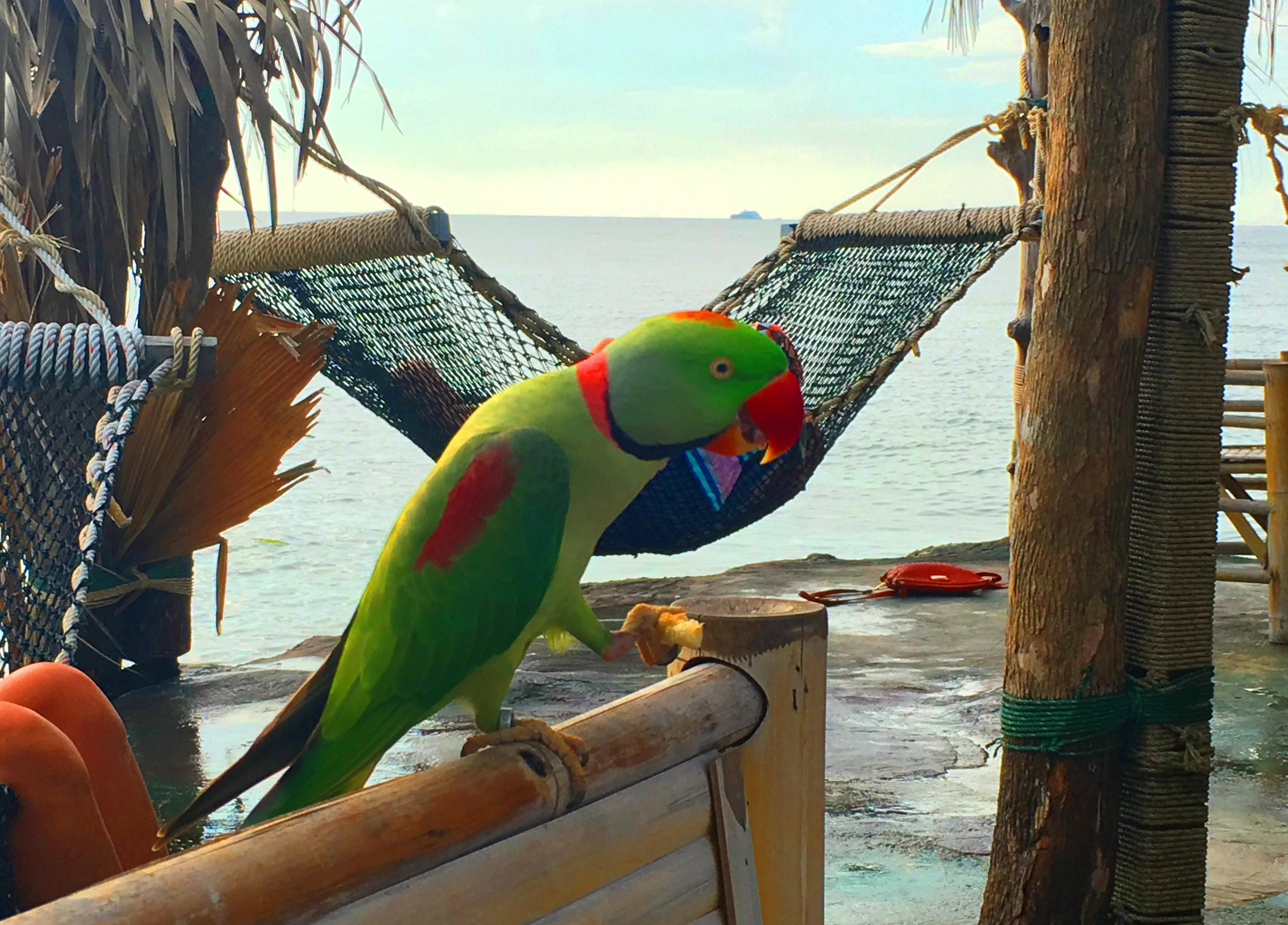 Удалять текст с изображения - после.